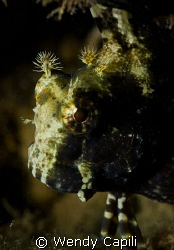 blenny from under Sam's dock by Wendy Capili 